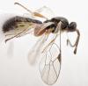 Orthocentrus sp.